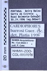 Etiketten zu Cardiophorus barrosi (Guérin, 1893) (NHMW-ZOO-COL-0007016)